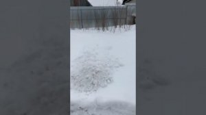 Кошка на заборе сидит