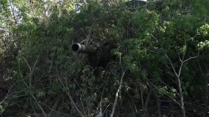 Экипаж танка Т-80БВМ уничтожил скопление живой силы ВСУ в зоне СВО