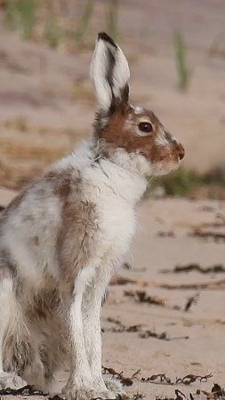 Заяц-беляк на побережье Белого моря кормится колосняком в НП "Онежское Поморье"