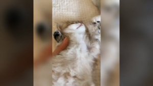 Наш TG https://t.me/liveofcats