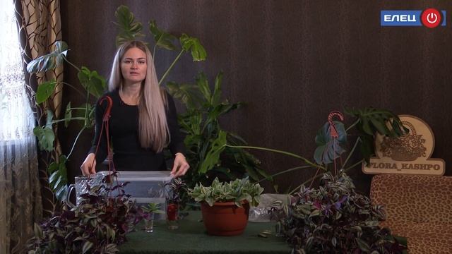 Зебрина и Альбифлора: об уходе и размножении Традесканции смотрите в рубрике «Нескучный сад»