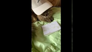 Муфаса как всегда заблудилась....