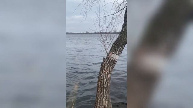 Петличный микрофон BOYA BY-V1 (lightning) | Тест микрофона в сил? смотреть онлайн