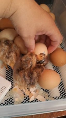 Немного помогла появится на свет 🐣🐤🐥🤗#сельскаяжизнь #циплята