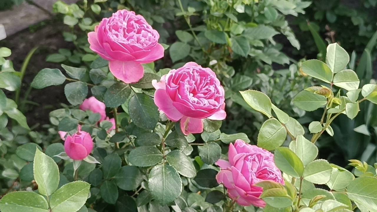 Прекрасная роза Леонардо да Винчи (Leonardo da Vinci) и ДР.