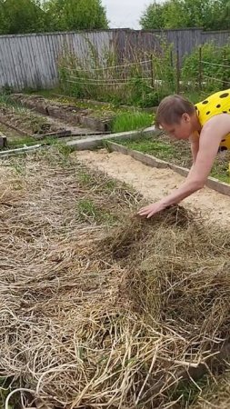 Первый способ как посадить картошку без труда #мульчирование #картошка #органическоеземледелие
