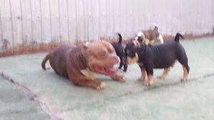 1000248776.mp4
