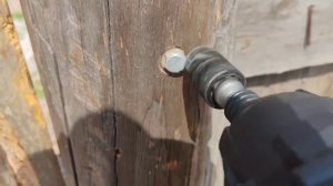 Глухарь в лиственницу