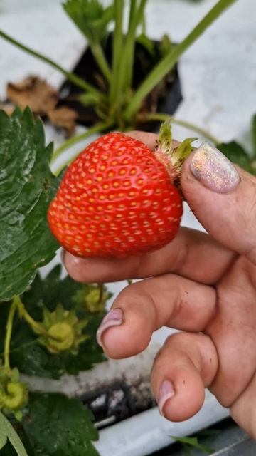 Пробую первую клубничку 🍓 смотреть онлайн
