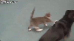 кошачьи приколы