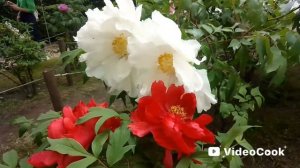 Ботанический сад. июнь 2025, часть 2.