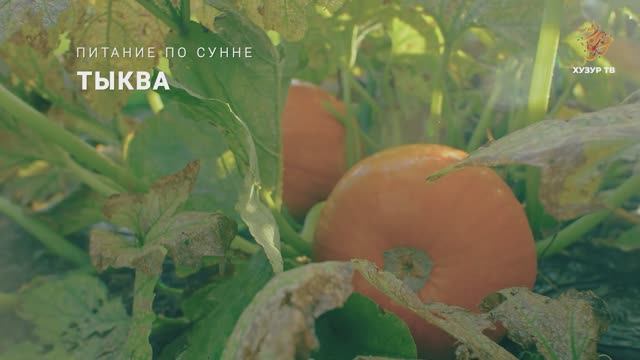 Тыква | Питание по сунне