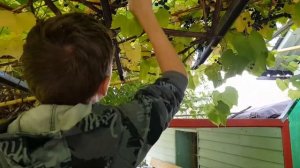 Собираем виноград, просто так.