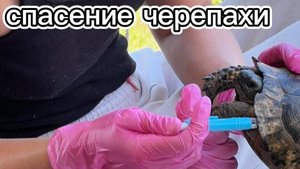 СПАСЕНИЕ ЧЕРЕПАХИ ЕЕ ЗАЖИВО СЬЕДАЮТ КЛЕЩИ