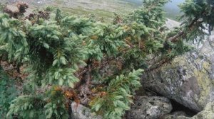 Вишерский заповедник | Тулымский Камень | Сплав по рек?