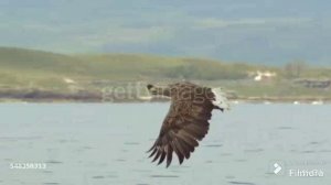 Eagle (Орёл) & Bjorn Ulvaeus and Benny Andersson & Harmonica Tombo Unichromatic