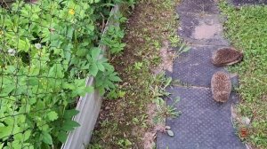 Неразделённая любовь