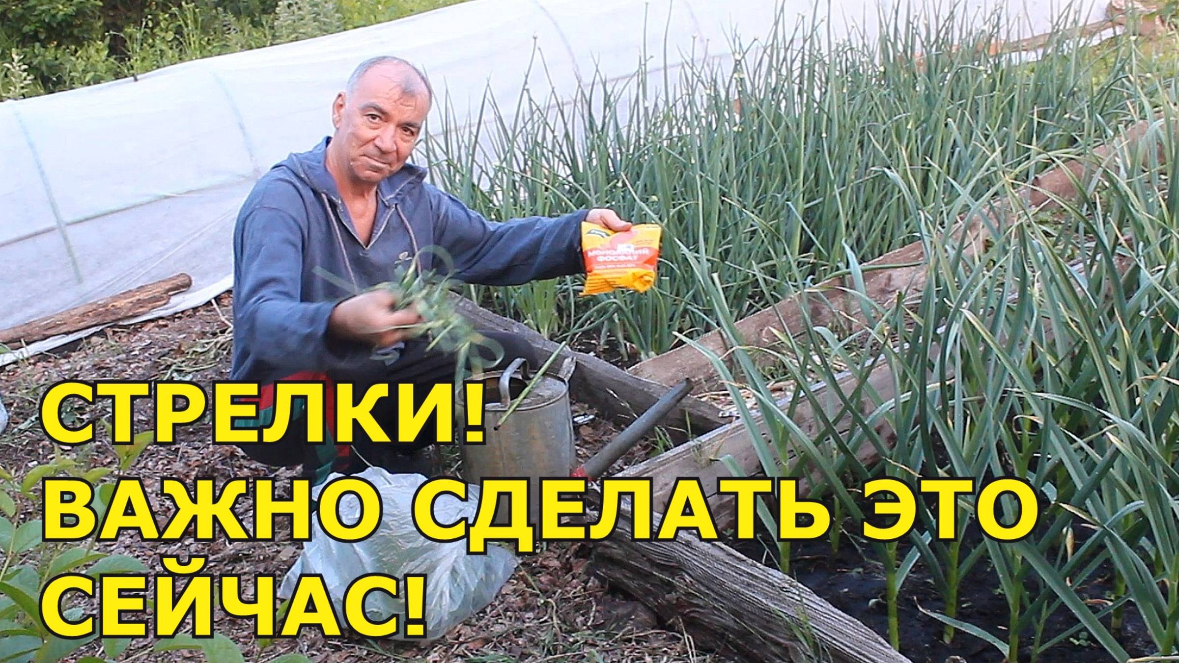 🌿🔪 Хотите собрать богатый урожай чеснока? Просто СДЕЛАЙ! ЭТО!