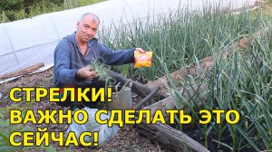 🌿🔪 Хотите собрать богатый урожай чеснока? Просто СДЕЛАЙ! ЭТО!