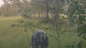 Случайно увидели тетеревов. Но не успел...