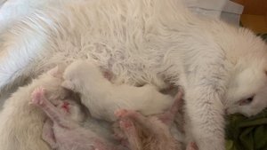 Белые мейнкуны полидакты