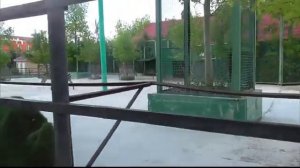 ФЛАМИНГО обосновались в Крыму а ЗЕБРЫ перестроились Парк львов Тайган #тайган