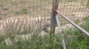 Три белых тигренка превратились в юных тигров Парк львов Тайган #тайган