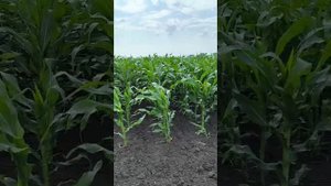 WhatsApp Video 2025-06-10 at 17.49.54
