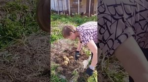 Сколько выросло картошки под мульчей без перекопки и окучивания. До конца! #картошка #мульчирование