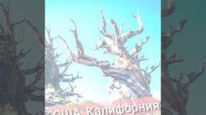 Самое старое дерево