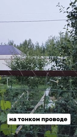 Ворона