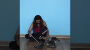 Котята Мейн Кун