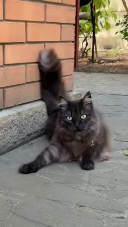 ПТИЧЬЕ МОЛОКО как в СССР