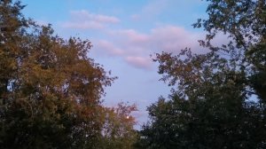 Чаща луна заросли