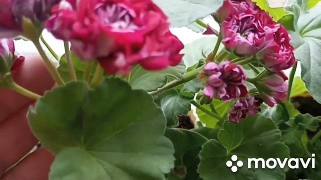 ИВ чарующий бордо смотреть онлайн