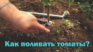Как часто поливать томаты?