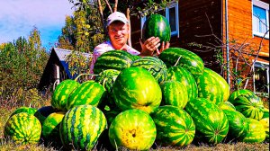 Наши _СЕВЕРНЫЕ_ арбузы. Дегустация