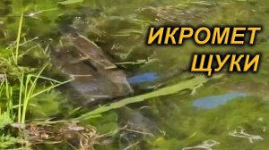 ТАКОГО Я ЕЩЕ НЕ ВИДЕЛ. ИКРОМЕТ ЩУКИ.