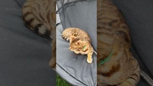 🧹🧺🏡 Чистота и наша кошка Маня
