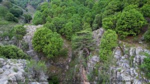 Ветер шумит под музыку так, как не слышали раньше - See Your Live in Tree Minutes (ID 1558) -- Lobo