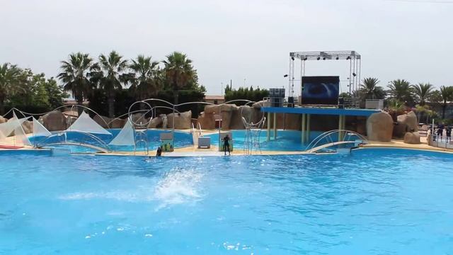 Marineland, dolphins/двойное сальто дельфина смотреть онлайн
