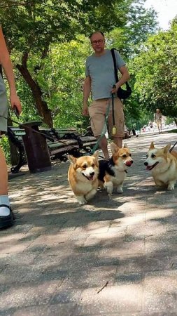 Три хвоста, шесть ушей, двенадцать лап и трое мам и пап😊
