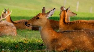 МЯГКАЯ ИСЦЕЛЯЮЩАЯ АУРА ПРИРОДЫ НА ЧАСТОТЕ 432 Гц 🎵 РАССЛАБЛЯЮЩАЯ МУЗЫКА ДЛЯ ДУШИ | МУЗЫКА ДЛЯ СНА