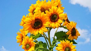 Подсолнечник Надежда Тэффи