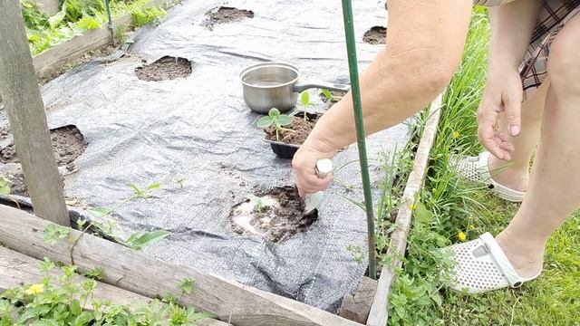 Когда можно сажать огурцы в открытый грунт рассадой