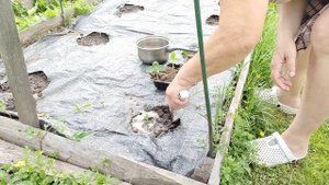 Когда можно сажать огурцы в открытый грунт рассадой