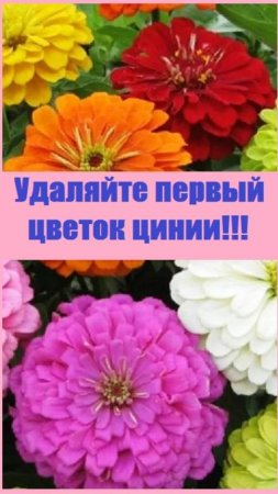 Как сделать цинию шикарным кустом, усыпанным цветами?