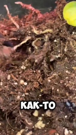 В интернетах пишут, что они безвредные в небольших количествах. Но как-то 🤢