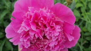 Обрезала пасынки у томатов, наши пионы начинают зацветать🌺😉
