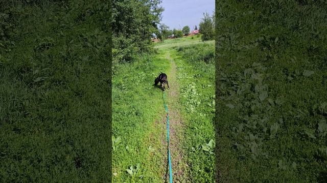 rutube.ru